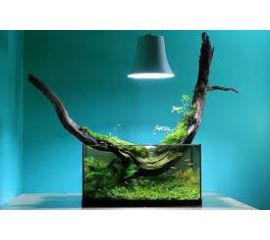 Аквариумные